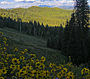 Colorado Trail - by Deborah